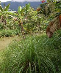 Sedikit info berkaitan serai wangi Well Being Landscape Serai Wangi Suria Helang Lui