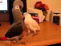Goffin cockatoos are parrots that are much favored & adored by the people. Cockatoo Vs African Grey Youtube