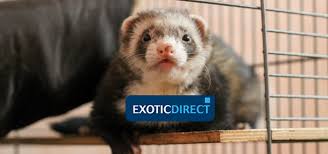To make cage shopping a breeze for you, we rounded up the best ferret cages in the market. How To Look After Ferrets Cage Setup Cleaning Toxic Litter And Wood Exoticdirect