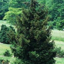 Leaves small green, close to stem. Picea Orientalis Gowdy Oriental Spruce From Garden Center Marketing