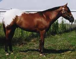 Image result for Poa leptoclada