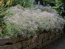 Sie wird oft als zierpflanze kultiviert. Kriechendes Schleierkraut Rosenschleier Fur Deinen Garten