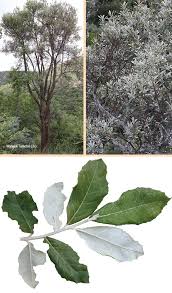 Image result for Brachylaena huillensis