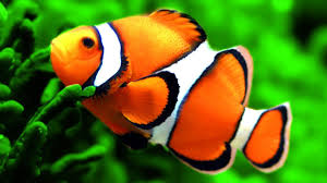 Maybe you would like to learn more about one of these? Mengenal Biota Laut Ikan Badut Amphiprioninae Si Penghias Lautan Kompasiana Com