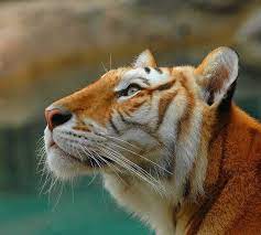 Female Bengal Tiger Explored Animals Beautiful Majestic Animals Wild Cats