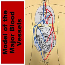 Arteries transport blood away from the heart. Model Of The Major Blood Vessels By Science From Scratch Anatomy And Biology