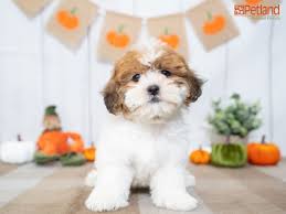 Zuchon puppies for sale in fl; Petland Florida Has Teddy Bear Puppies For Sale Check Out All Our Available Puppies Teddybear Puppy Doglover Bear Puppy Puppy Friends Teddy Bear Puppies