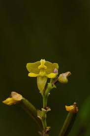 Image result for Polystachya pamelae