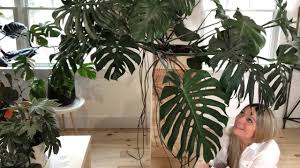 Transplanting Large Indoor Plants Youtube Large Indoor Plants Plants Indoor Plants