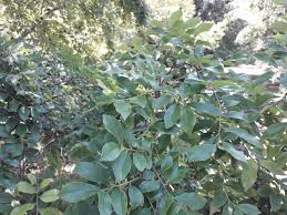 Image result for Ulmaceae