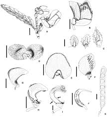Image result for Aeschynomene sensitiva