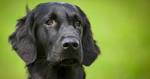 Black Golden Retrievers - Totally Goldens
