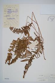 Image result for Asystasia hedbergii