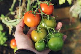 7 give the seeds even sunlight. 11 Must Know Tips To Growing Tomatoes Indoors Two Peas In A Condo