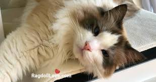 Raised in my home, socialized. Ragdoll Cat Price Guide What You Should Know About Buying A Ragdoll
