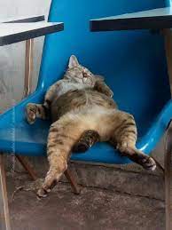 17 Lazy Cats That Can Sleep Anywhere And Anytime Click For More Cute Animals Cat Sleeping Cute Cats And Kittens