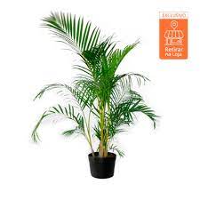 Prefeitura de palmeira convocará novos aprovados em concurso público nesta segunda (5). Palmeira Areca Bambu Pote 24 Cobasi Pet Shop