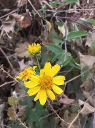 Image result for Verbesina encelioides