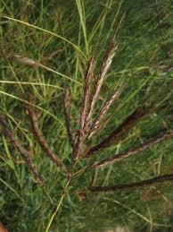 Image result for Dichanthium