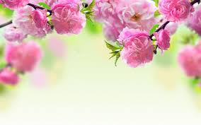 Roze Bloemen In De Lente Bloem Behang Bloem Achtergronden Roze Bloemen