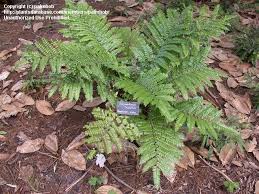 Image result for Didymochlaena