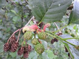 Image result for Tinnea apiculata