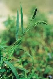 Image result for Setaria verticillata