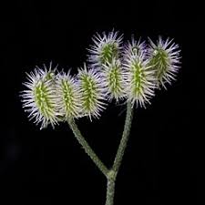 Image result for Torilis