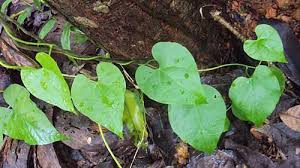 Image result for Tinospora orophila