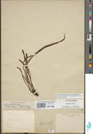 Image result for Tetracera boiviniana