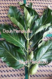 Pokok ini mudah untuk hidup dan lasak dengan keadaan persekitaran. 11 Daun Air Mandian Herba Lembutkan Urat Saraf Ibu Selepas Bersalin Mingguan Wanita