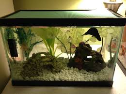 The White Glofish Gravel Is The Biggest And Best Kind Of Gravel I Know Of And The Fact That It Glows In The Dark Makes It Fun To Wa Pet Fish