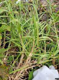 Image result for Cenchrus clandestinus