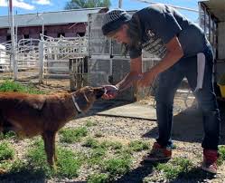 Four teenagers, living in a native american housing project in oklahoma, commit and fight crime. Reservation Dogs Roam Unchecked Attacks Common