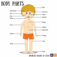 Maybe you would like to learn more about one of these? Body Parts In English Vocabulary Home