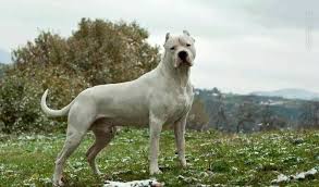 Mehmet Adli Kullanicinin Dogo Argentino Panosundaki Pin Kopek Turleri Kopek Kurt