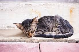 It has a higher calorie count. How To Fatten Up A Cat 9 Ways To Have A Plump Feline That You Love
