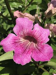 Image result for Podranea