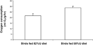 Maybe you would like to learn more about one of these? Flying Fasting And Feeding In Birds During Migration A Nutritional And Physiological Ecology Perspective Mcwilliams 2004 Journal Of Avian Biology Wiley Online Library