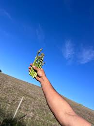 learn how to forage for wild asparagus in Australia — Wild Plants,  Foraging, Food, Art and Culture