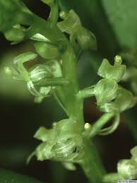 Image result for Liparis caespitosa