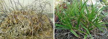 Image result for Xerophyta