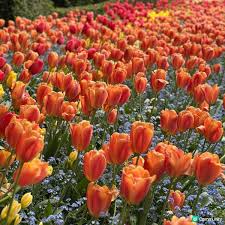 🇨🇦溫哥華賞花之旅🌸！布查德花園超夢幻😍！ | U Community 社群平台