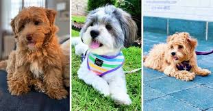 Check spelling or type a new query. Havapoo Dog Breed Info Havanese Poodle Mix