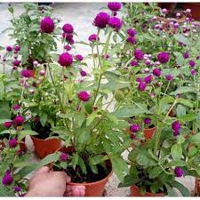 Berikut ini penjelasan struktur dan fungsi bunga. Anak Pokok Bunga Butang Ungu Purple Gomphrena Globosa Plants Live Plants Pokok Bunga Hiasan Pokok Hidup Real Plants Shopee Malaysia