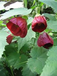 Image result for Abutilon pycnodon