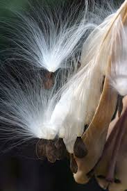 Calphotos Asclepias Cordifolia Purple Milkweed Asclepias Milkweed Pods Milkweed