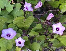 Image result for Ipomoea trinervia