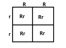 What a punnett square does is that it tells you, given the genotypes of the parents, what alleles are likely to be expressed in the offspring. Incomplete Dominance Vs Codominance What S The Difference