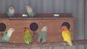 Senarai kod bidang pendaftaran bekalan dan perkhidmatan di kementerian kewangan. Fischer S Lovebird Nasihat Haiwan Peliharaan 2021